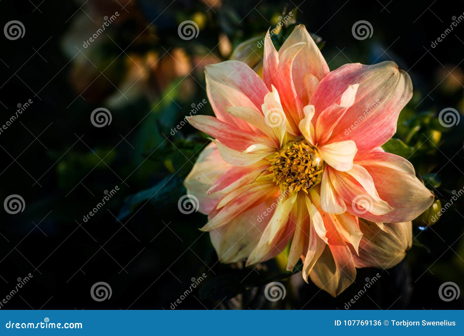 dahlia named apple blossom, a collerette dahlia